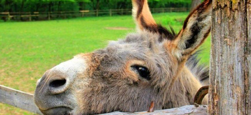 Examples of donkey in a Sentence