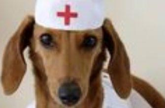 The Dogtor of Physical Therapy