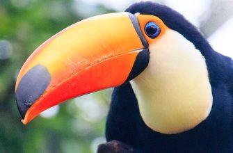 Large and impressive toucan with a huge orange