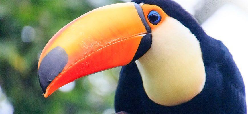 Large and impressive toucan with a huge orange