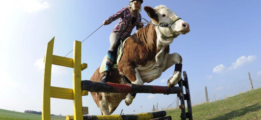 How high can a cow jump and could they jump