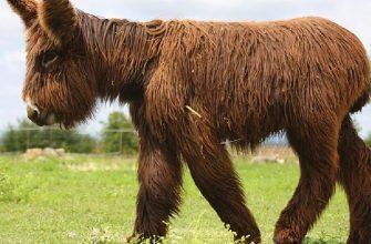 Donkey giant enters Guinness World Records book