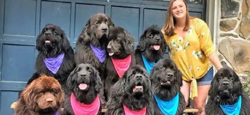 A full time dog mum has opened up on what life is like living with nine 9 Newfoundland dogs