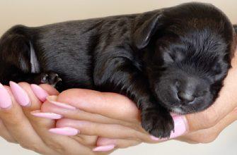 A dog named Lilica has a special devotion and sense of duty to her family