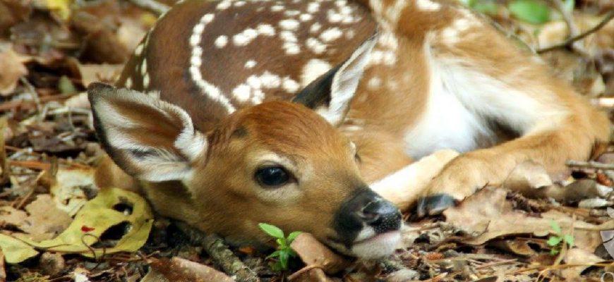 some fawns will lie prone when their mothers