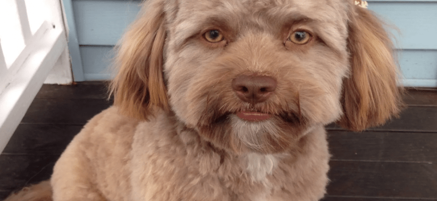 Human-faced dog
