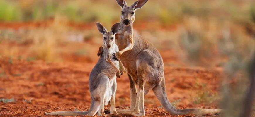 Red kangaroos are the largest species of kangaroo