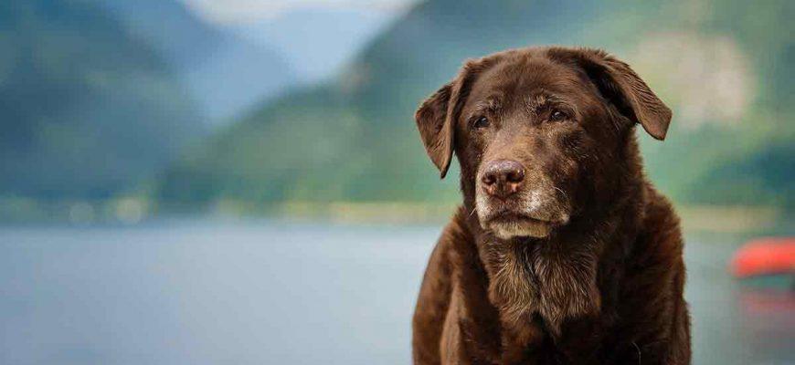 Labrador typically live to around 12 year old