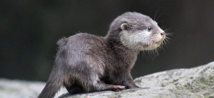 When a baby otter was separated from his family