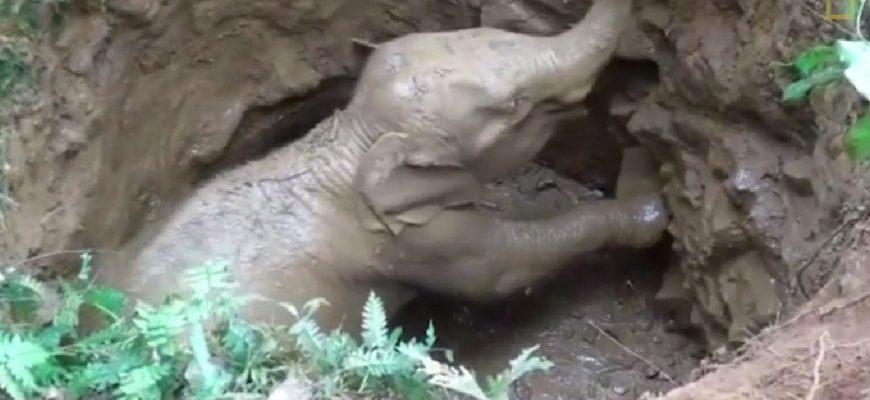 The baby elephant appears to be in good health and its mother