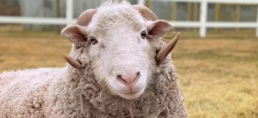A depressed ram is now smiling thanks to