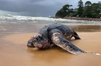 As many as 300 to 400 dead sea turtles were found off the coast of El Salvador in Jiquilisco Bay late last month