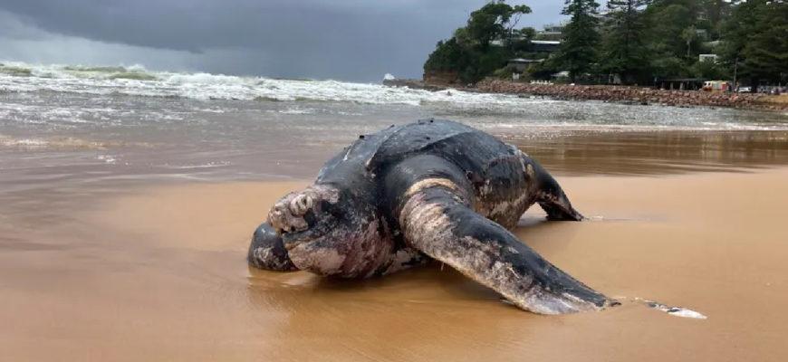 As many as 300 to 400 dead sea turtles were found off the coast of El Salvador in Jiquilisco Bay late last month