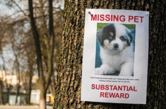 Report your dog missing and contact local shelters.