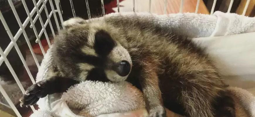Raccoon forms sweetest