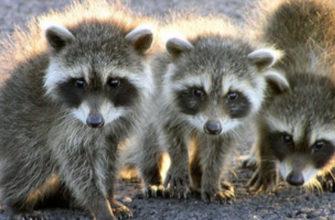 On New Year's Eve we rescued three baby raccoons