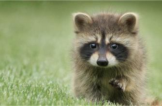 Baby raccoon walks into the fox den