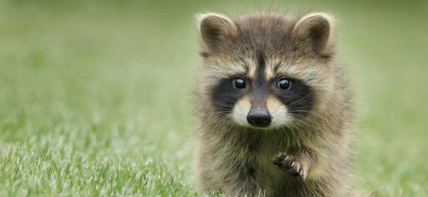 Baby raccoon walks into the fox den