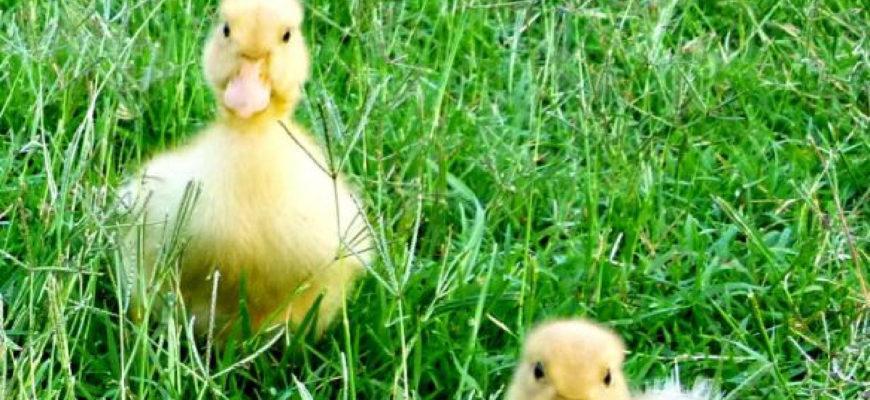 Baby duckling became best friends with the puppy