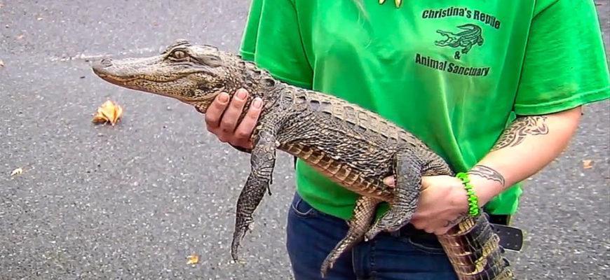 Camera catches 8-foot alligator