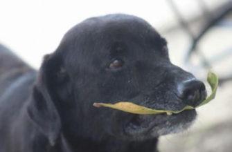 Some dogs beg for treats. This clever pup pays for his.