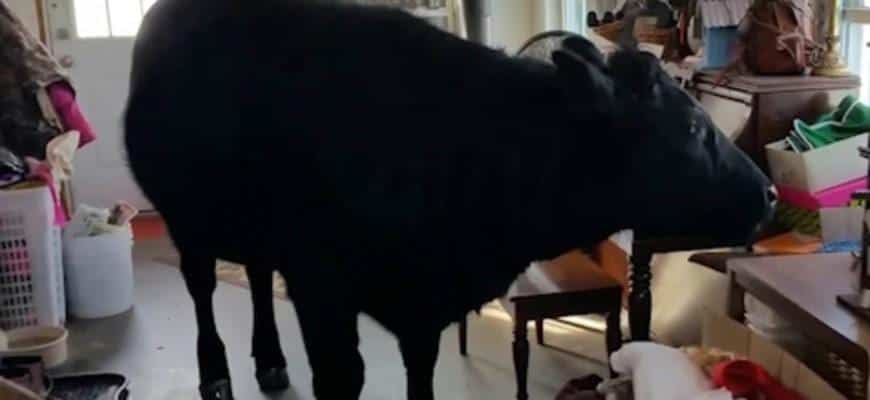 Sven the cow is a part of a big rescue family that includes six dogs and two cats. Nicole house