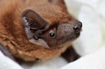 Tiny orphaned bat now has the best family