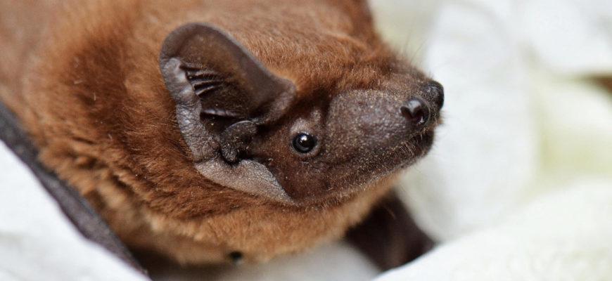 Tiny orphaned bat now has the best family