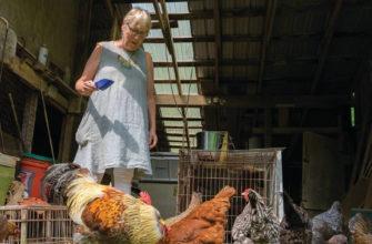 Woman turns chicken coop into a disco party
