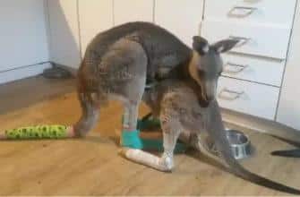 baby kangaroos injured