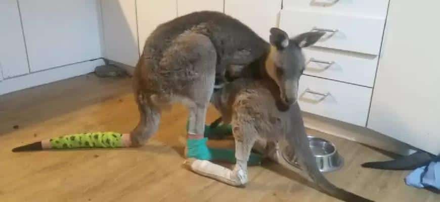 baby kangaroos injured