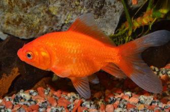 Fish turned out to be red only after changing his aquarium