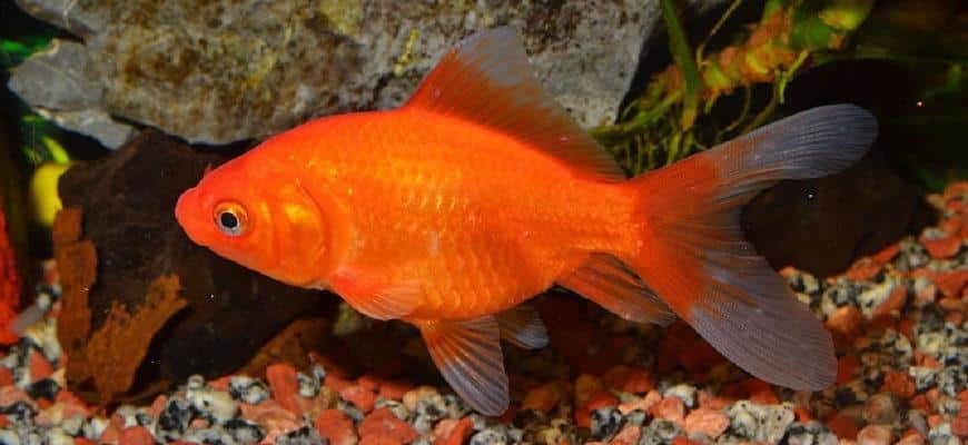 Fish turned out to be red only after changing his aquarium