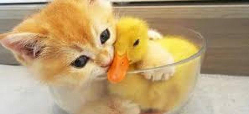 He knew that the duckling was definitely too young