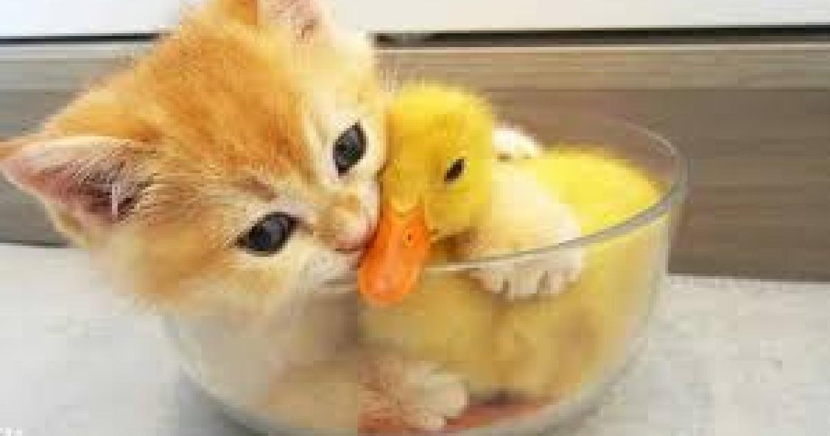 duckling is best friends