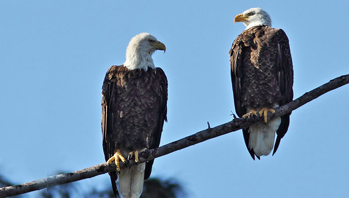 Female eagle protects her nest under any circumstances