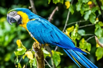 How to get a talking pet - advice from breeders on caring for a parrots.