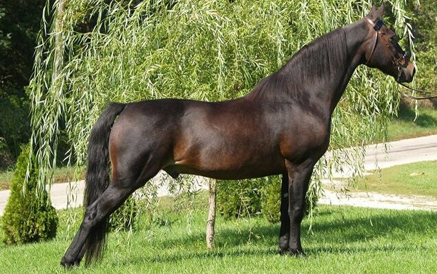 "Morgan Horse - Photo by pet guide at pet guide"