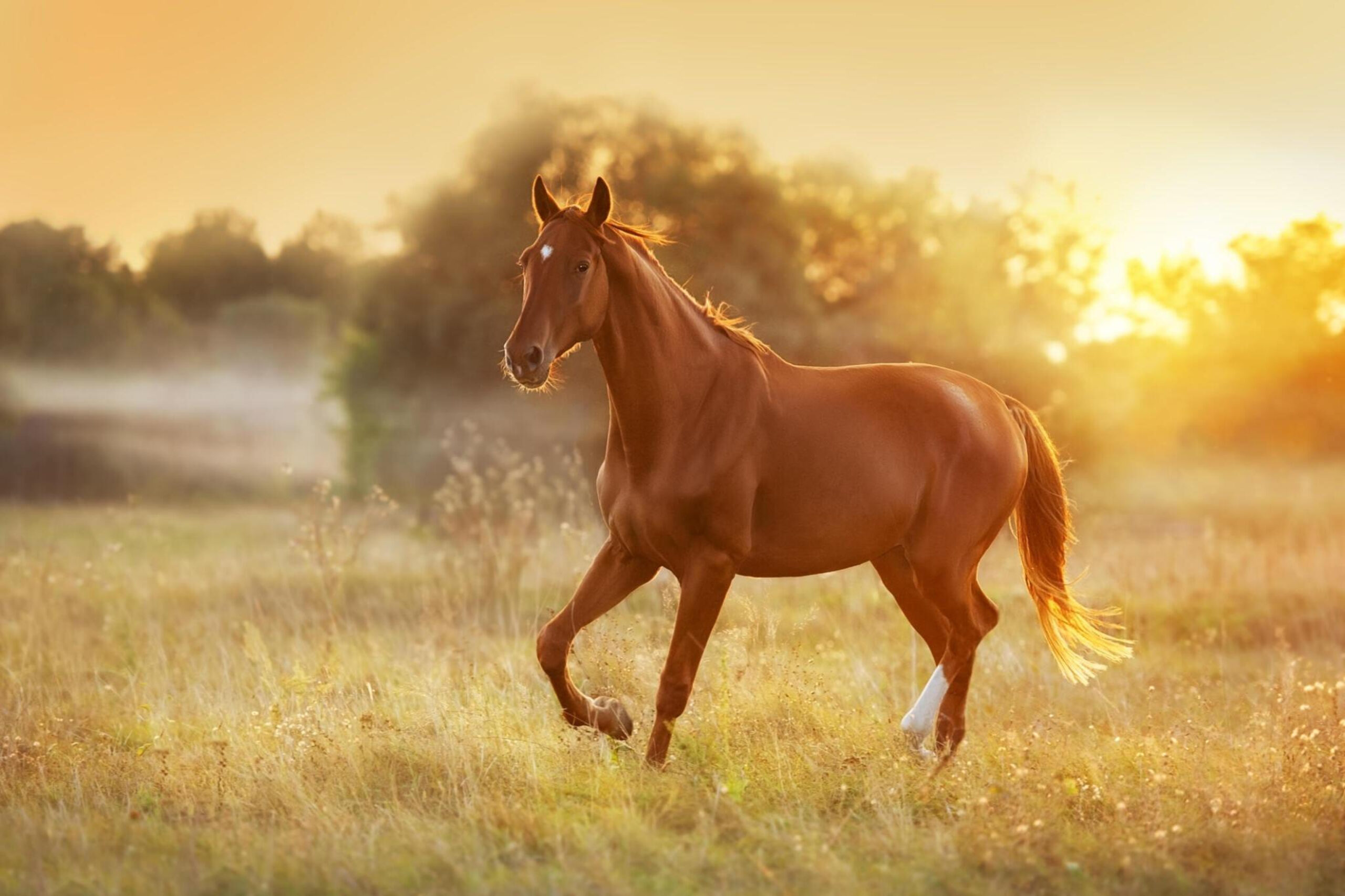 Thoroughbred Horse - Photo by Istock at Istock