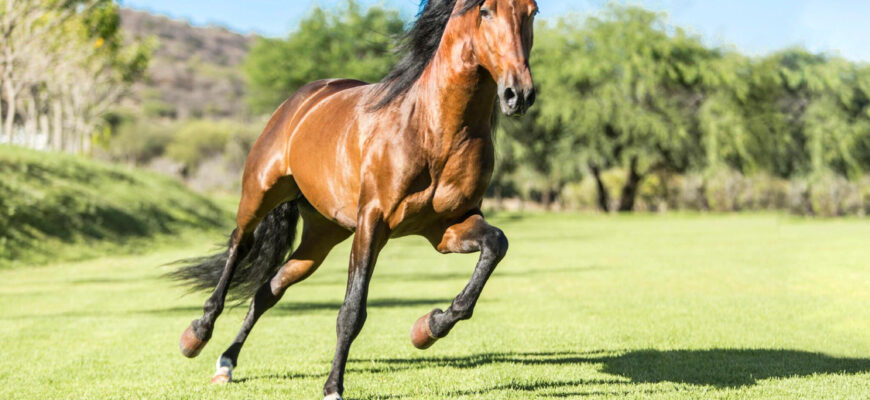 Thoroughbred Horse - Photo by Istock at Istock