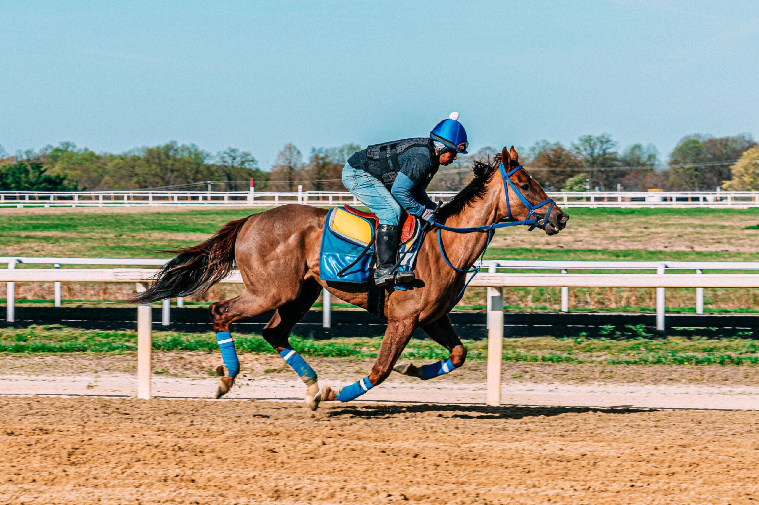 Thoroughbred Horse - Photo by Istock at Istock