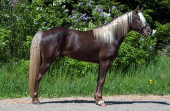 The Rocky Mountain Horse is a gaited American horse breed known for their rare silver dapple colouring.