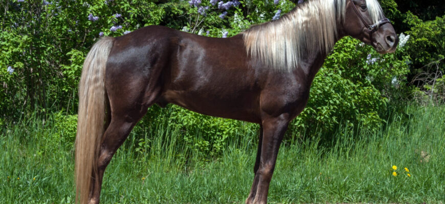 The Rocky Mountain Horse is a gaited American horse breed known for their rare silver dapple colouring.