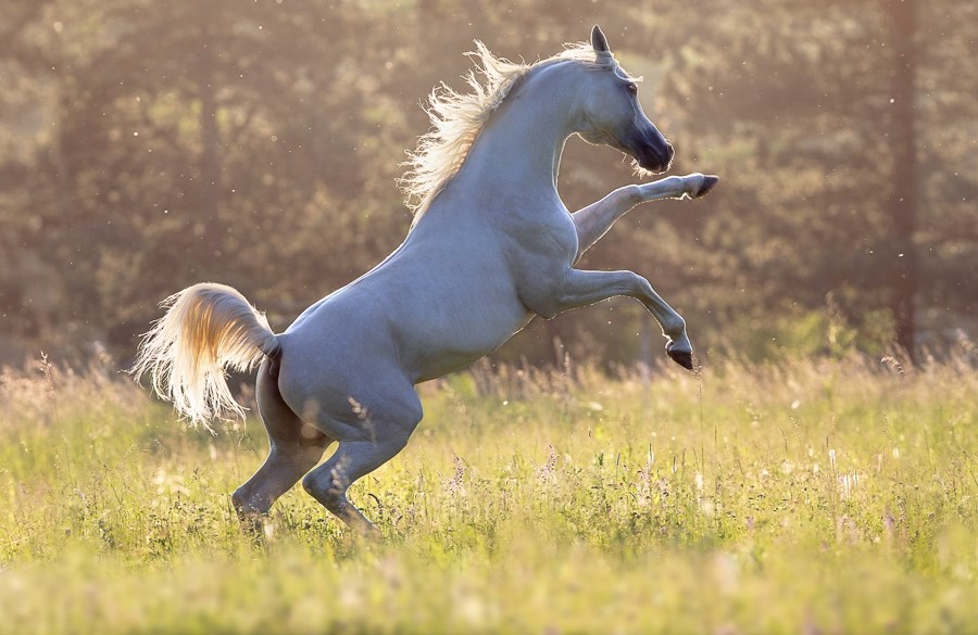 Arabian Horse