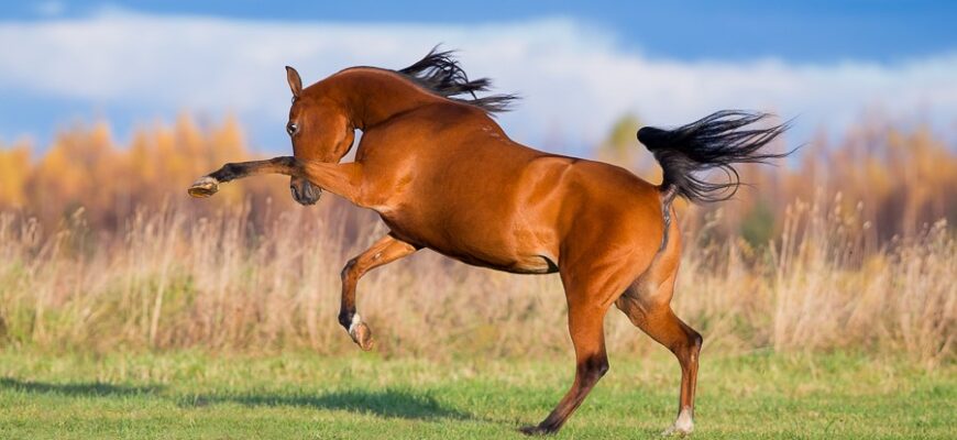 Arabian Horse