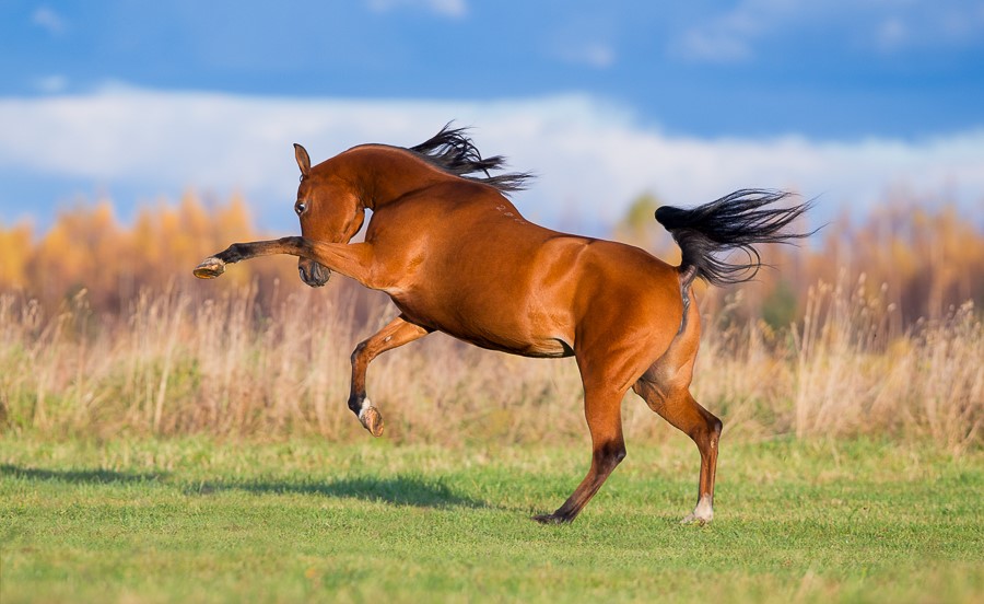 Arabian Horse Animal Club