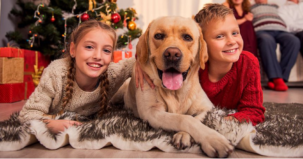 Dog family play hide and seek