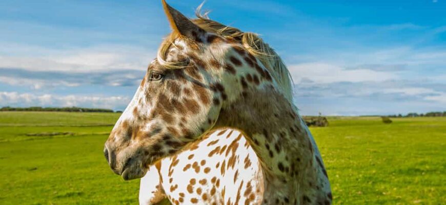 Appaloosa horse is a breed distinguished by its unique spotted coat and esteemed for its versatility.