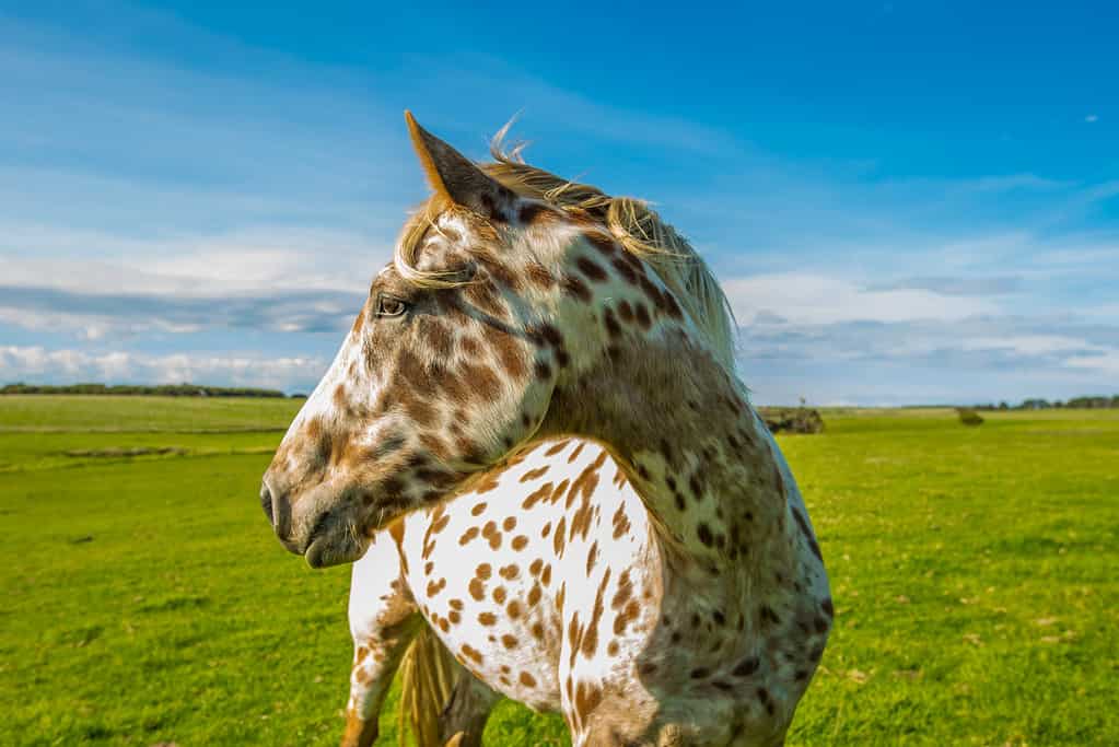 The Appaloosa horse is a symbol of American heritage, with a history as colorful and unique as itsdistinctive spotted coat.