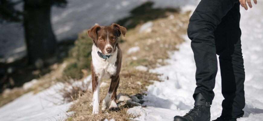 dogs eat snow